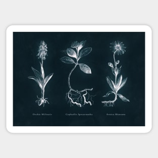 Cyanotype - Triptych 01 Sticker